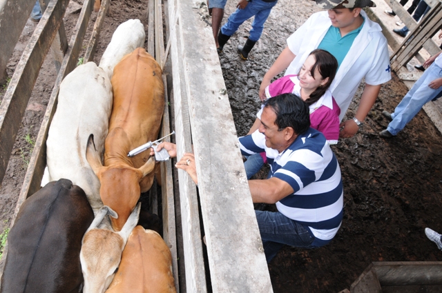 Prefeito Josemar Sobreiro vacina bovino para marcar início da campanha de combate à febre aftosa