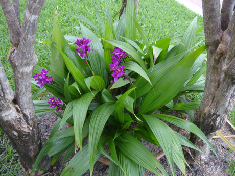 Orquídea sem capricho! - Capim Santo