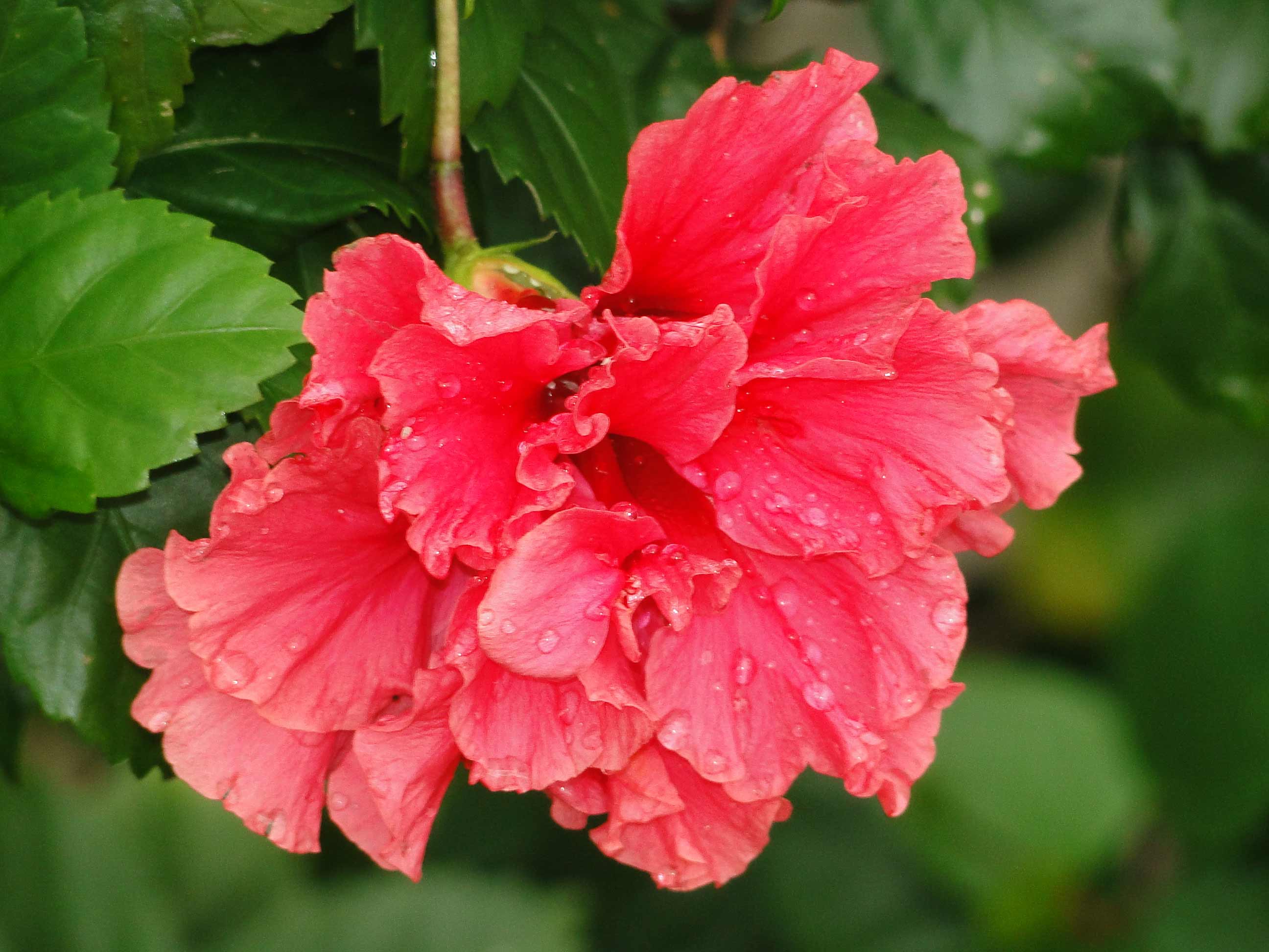 Hibisco ou papoula? - Capim Santo