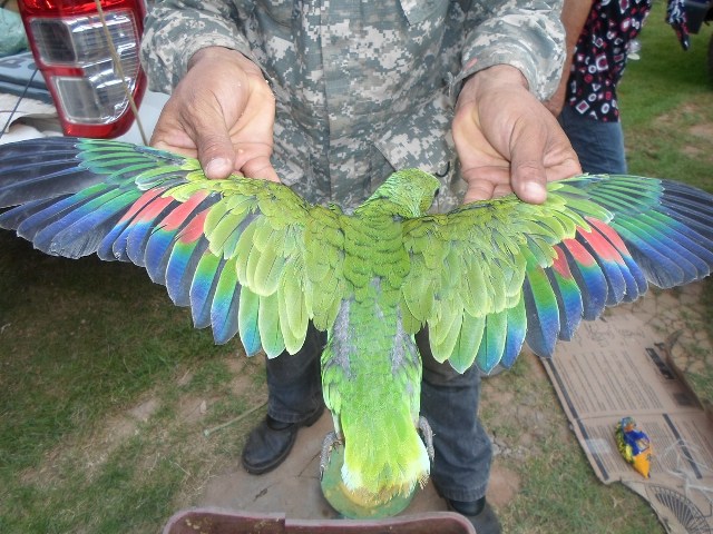 Papagaio apreendido em poder de traficantes de animais silvestres durante operação da Sema