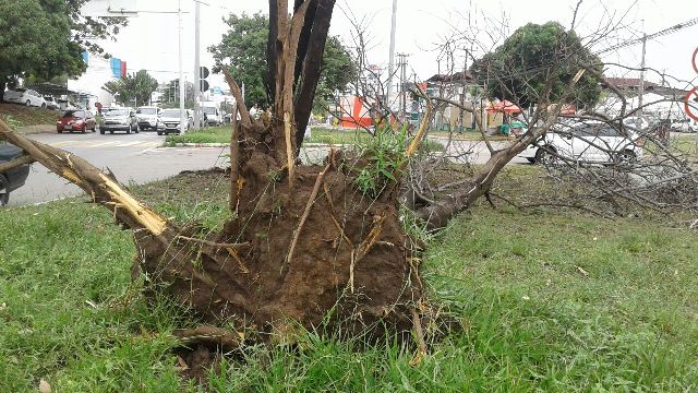 Ventania arrancou árvore pela raiz na Avenida Daniel de La Touche, na Cohama