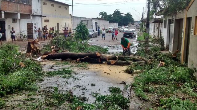 Ventania derrubou árvore, que bloqueou avenida na Cohab