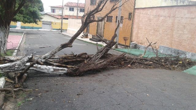 Uma das dezenas de árvores que foram ao chão e bloquearam acesso a via pública