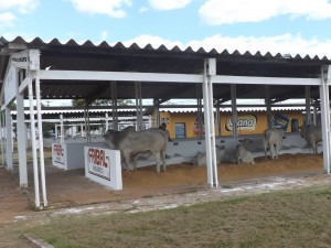 Stands de animais bovinos (Foto/M. Rodrigues)