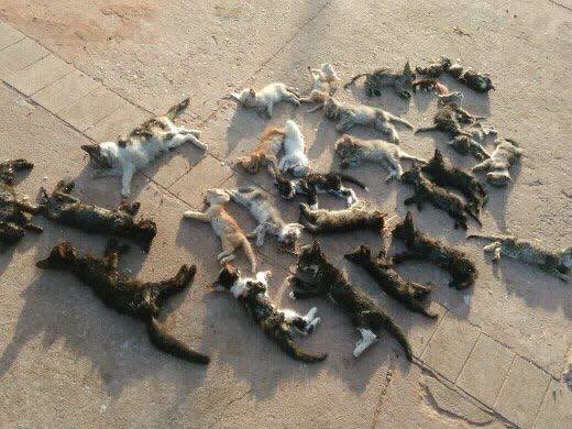 Extermínio de gatos. Foto: Divulgação
